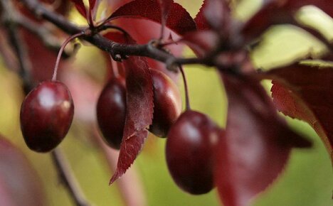Punalehtinen levittävä luumu - puutarhan tyylikäs sisustus