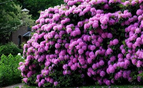 Rododendronit Uralissa: hoito ja istutus ankarassa ilmastossa