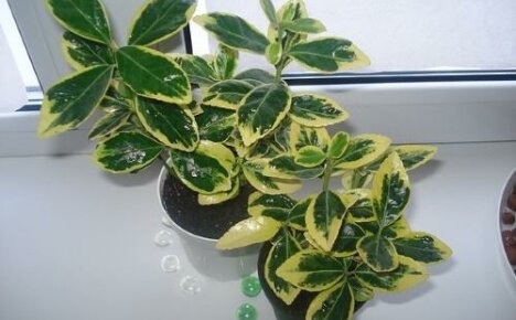Indoor euonymus - tyylikäs kompakti puu tai pensas kotiisi