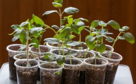 Pitääkö minun puristaa snapdragonia ja miten se on oikein