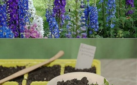 Delphinium-taimien kasvattaminen: milloin ja miten kylvää siemeniä