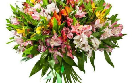 Alstroemeria-lajikkeiden valinta puutarhaan