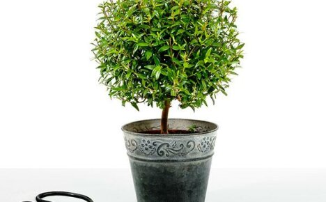 Myrtle kotona ei vaadi monimutkaista hoitoa