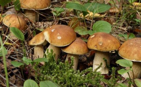 Myseeli-sieniä voidaan kasvattaa puutarhassa