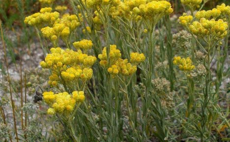 Immortelle-yrtin käyttö - tehokkaat perinteisen lääketieteen reseptit