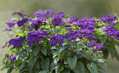 Heliotrope marine: lajikkeet, kuvaus, hoito ulkona
