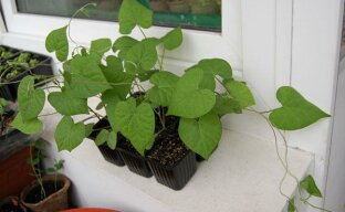 Ipomoea-valinta: siirry ylelliseen huoneistoon