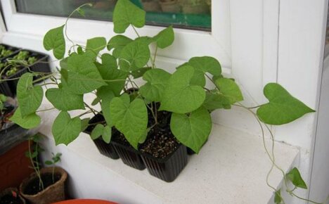 Ipomoea-valinta: siirry ylelliseen huoneistoon