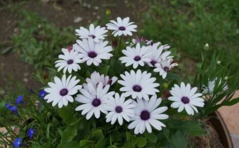 Kuinka säilyttää osteospermum talvella