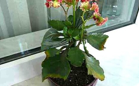 Miksi Kalanchoe-lehdet kellastuvat ikkunalaudalla