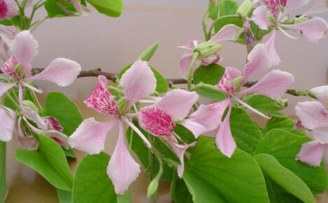 On käynyt ilmi, että pavut voivat olla myös kauniita - bauhinia, orkideapuu