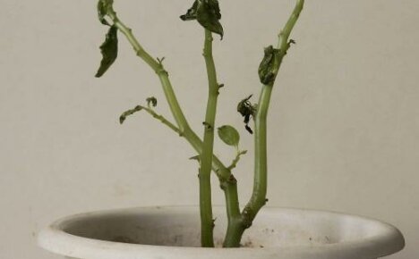Lehtien kaatumisen syyt märään vankaan (balsamiin) ja tapoja ratkaista ongelma