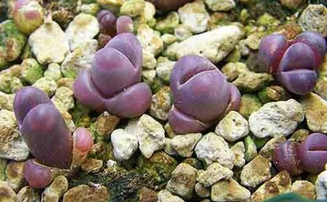 Tapaa hämmästyttävä lithops-kasvi
