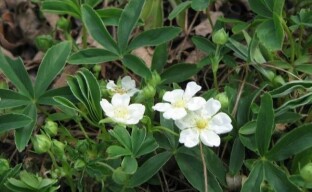 Valkea cinquefoil - lääkekasvi puutarhan kauneudelle ja terveydelle