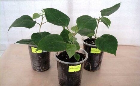 Sisäisen bougainvillean lisääminen pistokkailla