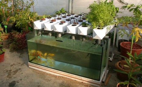 DIY-akvaponics henkilökohtaiseen käyttöön