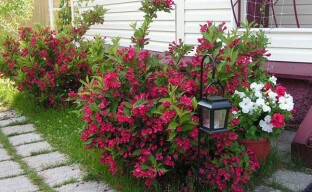 Weigela-pensas on erinomainen koriste maaseutupuutarhaan