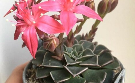Graptopetalum - kiviruusun kotihoito