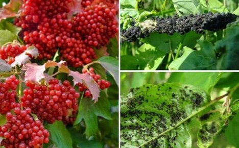 Kirvojen Viburnum-hoito: korvaamaton pelastus tuholaisista