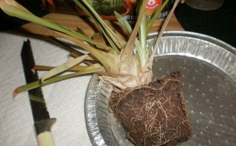 Mitä tehdä, jos guzmania tulvii?