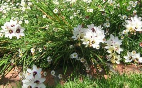 Ixia paniculata - lämpöä rakastavan kauneuden istuttaminen ja hoitaminen