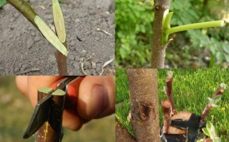Hedelmäpuiden vartaminen - parhaat keinot