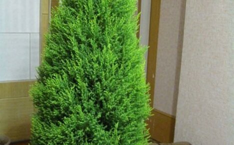 Kasvamme sisäsypressiä luomalla sille mukavat olosuhteet