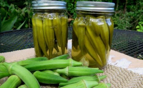 On käynyt ilmi, että hibiscus voi olla myös syötävä - okra, hyödylliset ominaisuudet ja vasta-aiheet