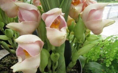 Amazing Anguloya Orchid - nukkuva vauva ikkunassasi