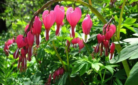 Erinomainen löytö kukkaviljelijöille - tyypit dicentra