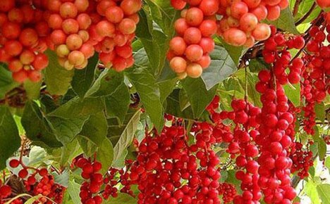 Schisandra chinensis maassa, istutuksen ja hoidon piirteet