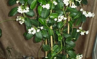 Onnekukka kukka stephanotis tai Madagaskarin jasmiini talossamme