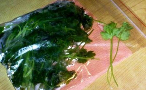 Kuinka pakastaa korianteri talveksi niin, että se säilyttää kaikki vitamiinit?