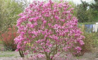 Magnolia-puutarhanhoito