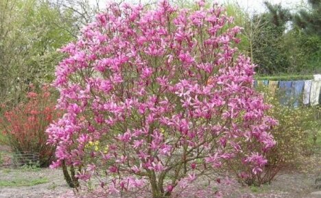 Magnolia-puutarhanhoito