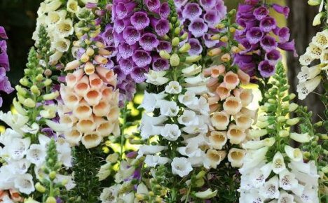 Foxglove-majesteettiset lajit ja lajikkeet ovat hämmästyttävä puutarhan korostus