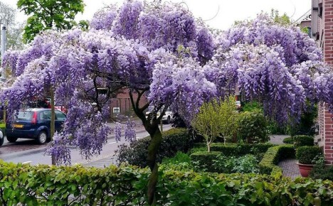 Wisterian hoidolla ja viljelyllä Moskovan alueella on omat ominaisuutensa