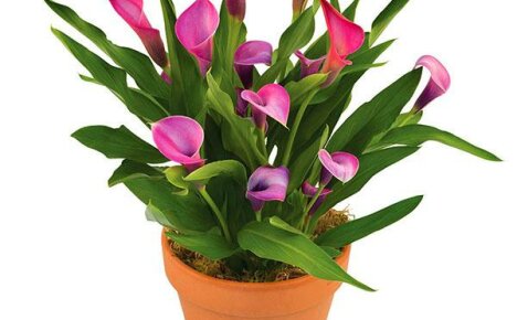 Mitä kotihoitoa zantedeschia vaatii?