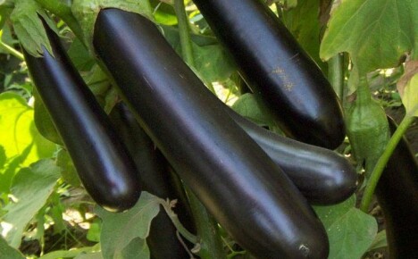 Ystävän munakoison varhaisen kypsymisen hybridin kasvun salaisuudet