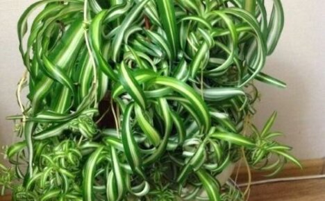 Curly chlorophytum - kukka kiireisimmille kukkakaupoille
