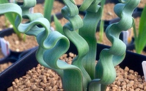 Onko sinulla meduusoja lonkeroita - trachyandra-kukka, kotihoito