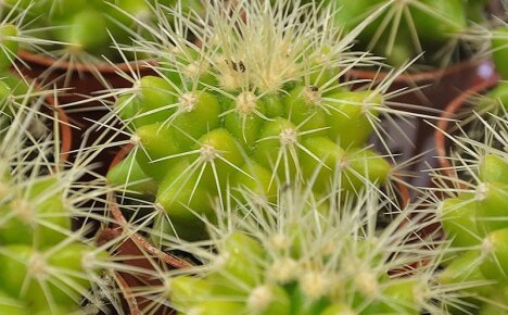 Vivahteet kasvaa epätavallinen kasvi echinocactus Gruzoni