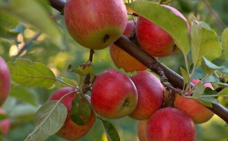 Omenalajikkeet - parhaat hedelmät jokaiseen makuun ja väriin
