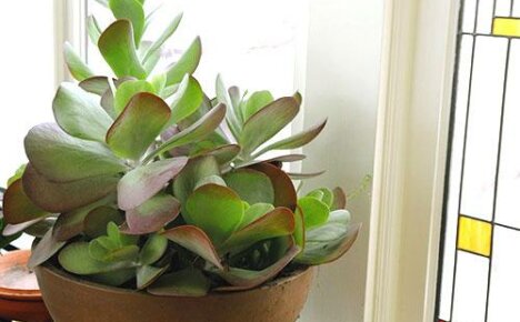 Kuinka siirtää Kalanchoe itse, jotta kasvi alkaa ja kasvaa?