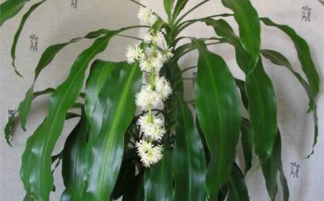 Yksi suurimmista ja kukkivimmista dracaenoista - tuoksuva dracaena, kuvaus ja hoito