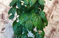 Miksi Clerodendrum ei kukki ja kuinka korjata se