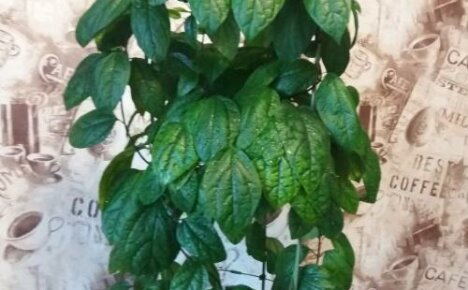 Miksi Clerodendrum ei kukki ja kuinka korjata se