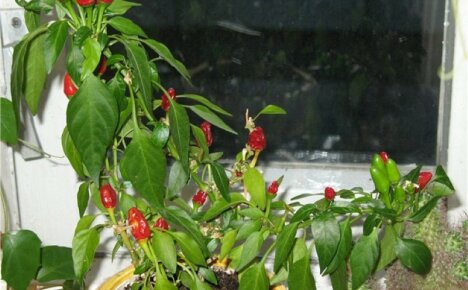 Herkullinen kauneus on aina käden ulottuvilla - pippuria. Tuli ikkunalaudalla, huolehdi mausteesta potissa