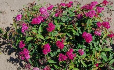 Kirkasta kauneutta kukkapenkissäsi - japanilainen spirea Darts Red