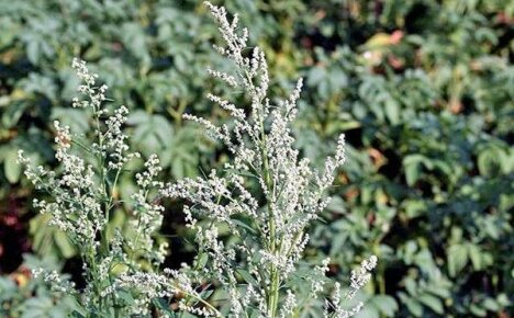 Quinoa-rikkaruoho ja miten käsitellä sitä puutarhassa